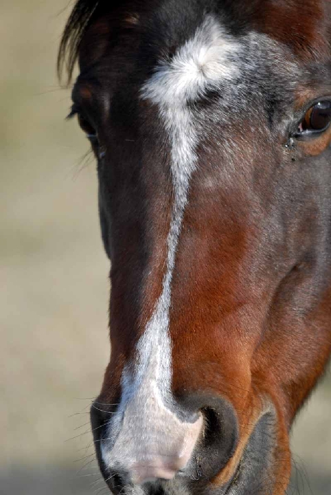 POR_4090.jpg - Horse Up Close