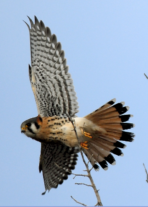 POR_4103.jpg - Small Hawk Leaving