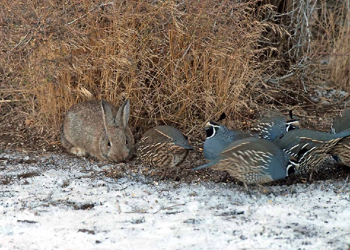 POR_4264.jpg - Heh!  Who Invited the Hare?