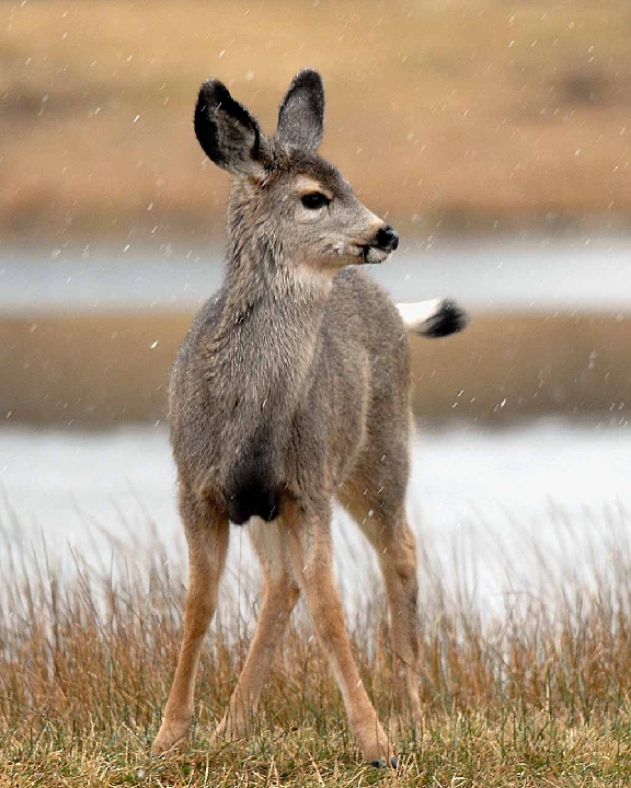 POR_4516.jpg - Fawn in Falling Snow